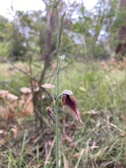 Calochilus gracillimus