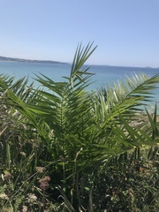 Phoenix canariensis