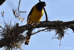 Icterus graduacauda