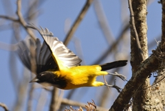 Icterus graduacauda