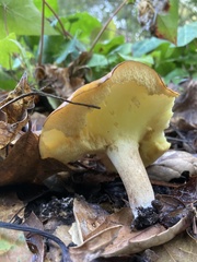 Suillus pungens