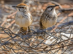 Campylorhynchus gularis