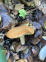 Suillus pungens