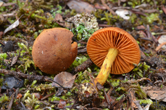 Dermocybe