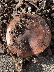 Tricholoma fracticum