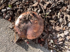 Tricholoma fracticum