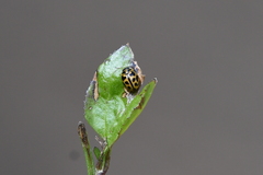 Peltoschema oceanicum