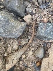 Dicranolaius bellulus