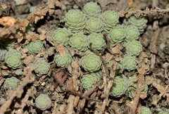 Sedum greggii