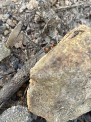 Dicranolaius bellulus