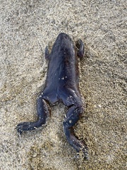 Xenopus laevis
