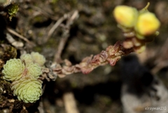 Sedum greggii