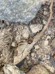 Dicranolaius bellulus