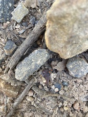 Dicranolaius bellulus