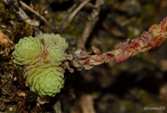 Sedum greggii