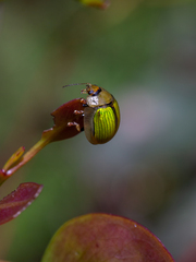 Paropsisterna hectica