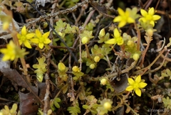 Sedum greggii