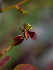 Paropsisterna hectica