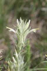 Castilleja sessiliflora