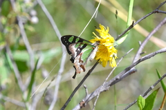 Graphium macleayanus