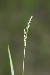 Dichanthelium depauperatum