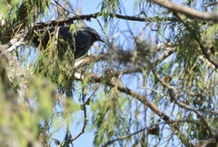 Melanotis caerulescens