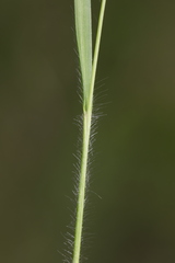 Dichanthelium depauperatum