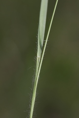 Dichanthelium depauperatum