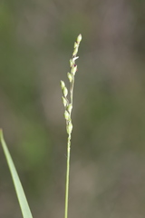 Dichanthelium depauperatum