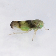 Pediopsoides distinctus