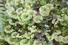 Hymenophyton flabellatum