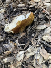 Suillellus amygdalinus