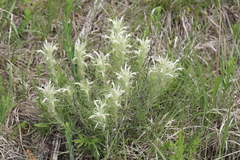 Castilleja sessiliflora
