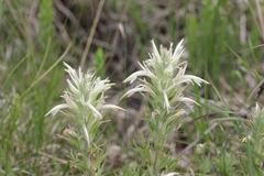 Castilleja sessiliflora
