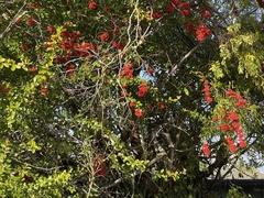 Pyracantha koidzumii