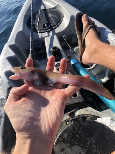 Blackbelly eelpout (Lycodes pacificus) — Zoarcidae — 5
