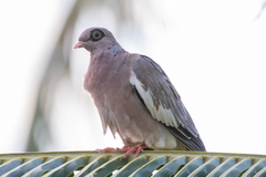 Patagioenas corensis