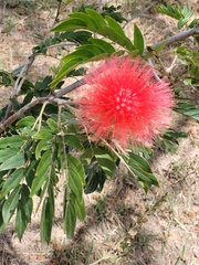 Calliandra haematocephala