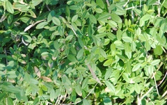 Vicia sativa