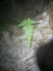 Triplophyllum