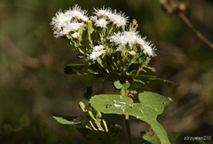 Ageratina