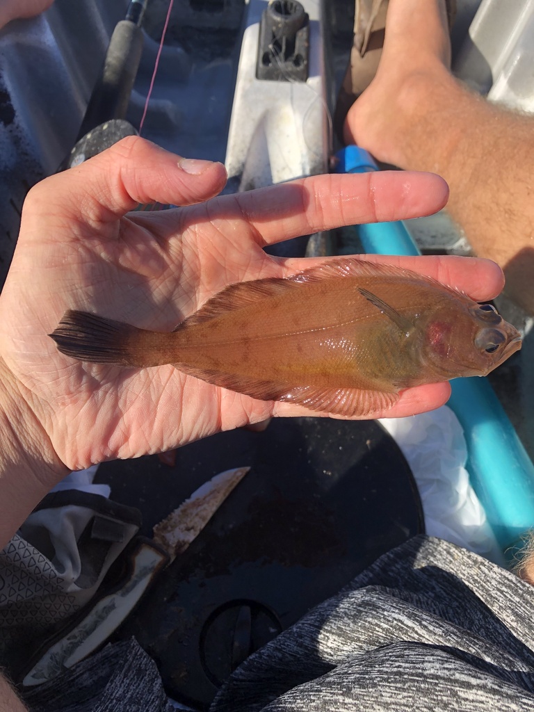 Slanke tong (Lyopsetta exilis) — Pleuronectidae