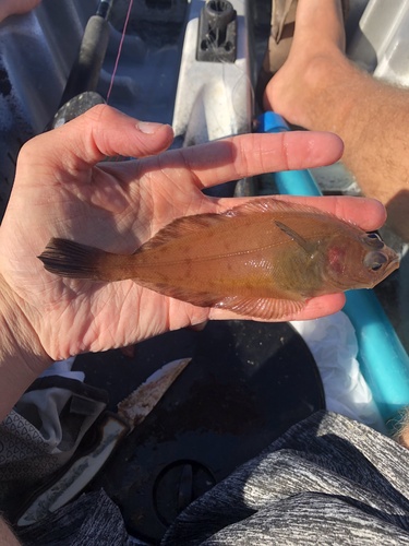 Slender sole (Lyopsetta exilis) — Pleuronectidae