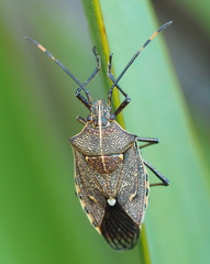 Omyta centrolineata
