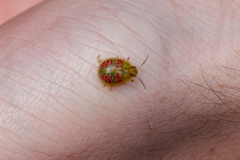 Paropsisterna fastidiosa