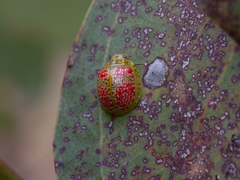 Paropsisterna fastidiosa