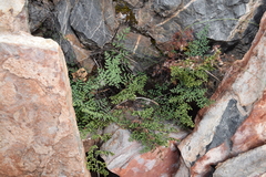 Argyrochosma formosa