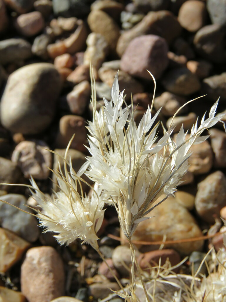 Fluffgrass