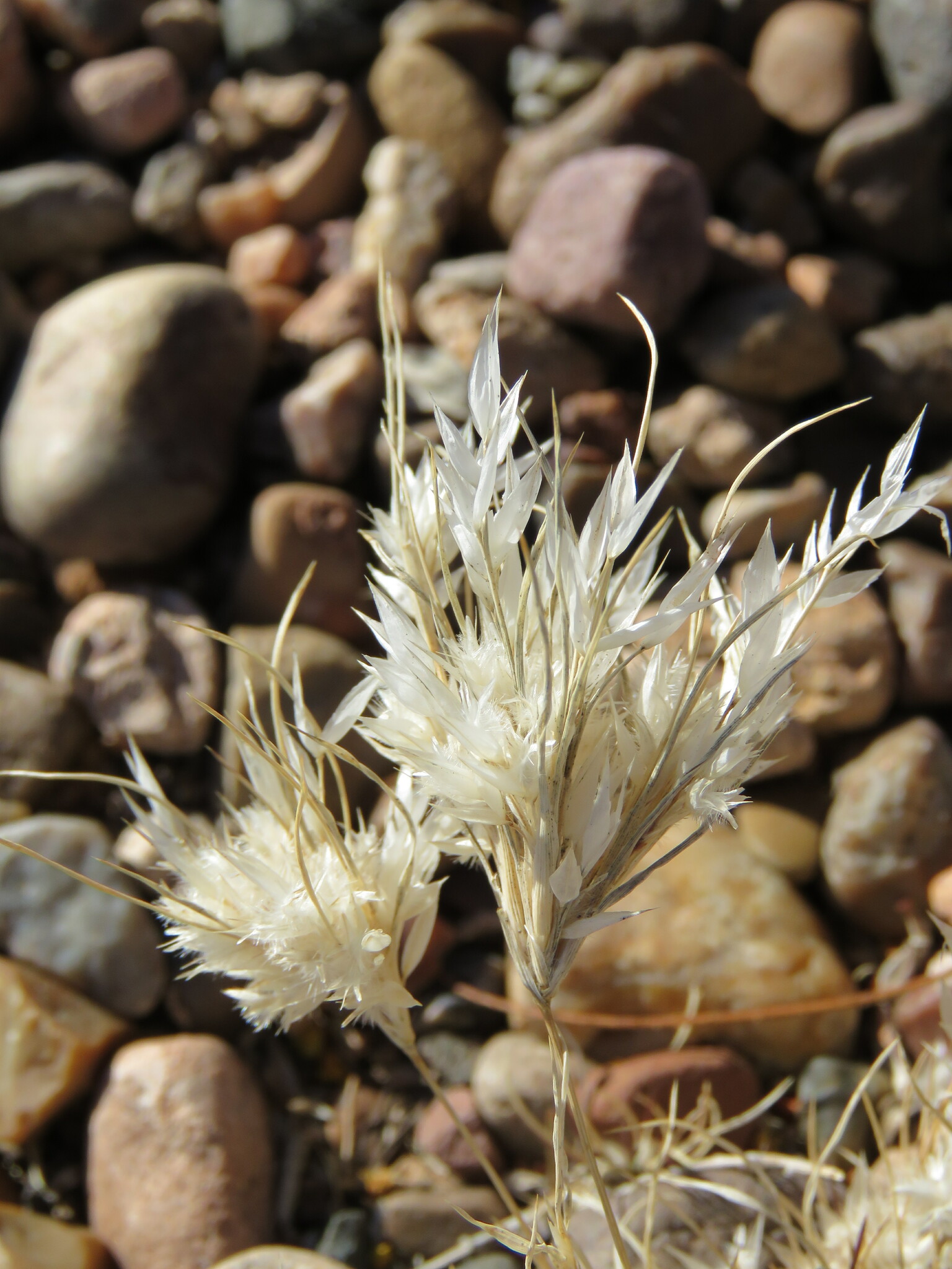 Dasyochloa pulchella