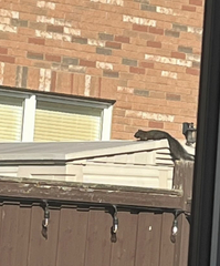 Sciurus carolinensis